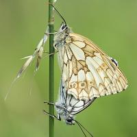 Mating Marbled Whites 4 